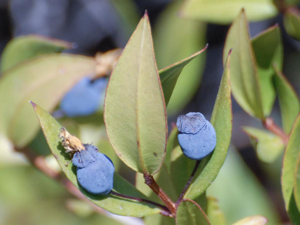 Myrtus communis